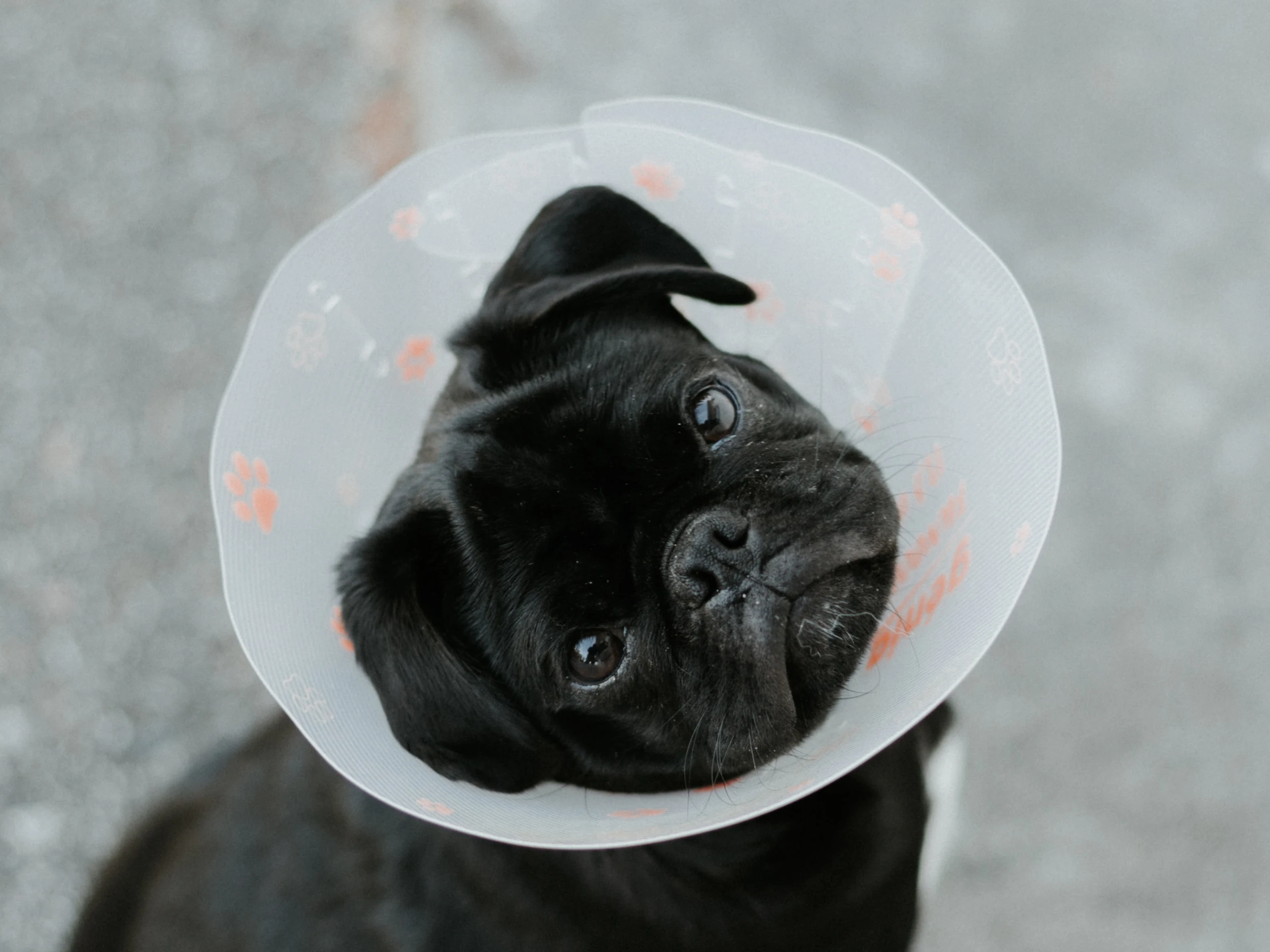 Pet Insurance Understanding Coverage for Emergencies sample